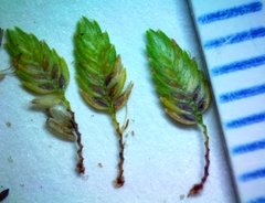 Cyperus surinamensis