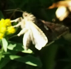 Anagrapha falcifera