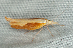 Ypsolopha dentiferella