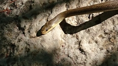 Zamenis longissimus