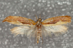 Ypsolopha dentiferella