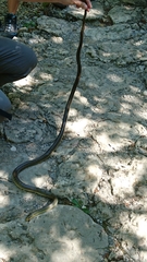 Zamenis longissimus