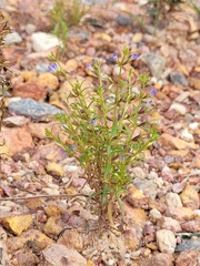 Neurotheca loeselioides