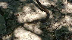 Zamenis longissimus