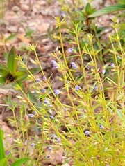 Neurotheca loeselioides