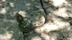 Zamenis longissimus