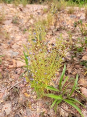 Neurotheca loeselioides