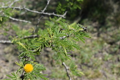 Vachellia astringens