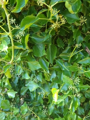 Hedera canariensis