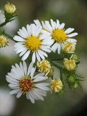 Symphyotrichum pilosum pilosum