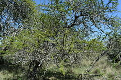 Vachellia astringens