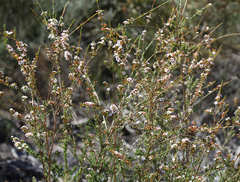Myrtoideae
