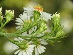 Symphyotrichum pilosum pilosum