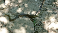 Zamenis longissimus