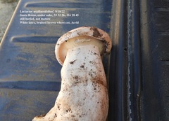 Lactarius argillaceifolius