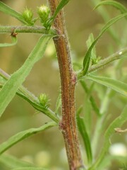 Symphyotrichum pilosum pilosum