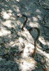 Zamenis longissimus