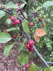Malus