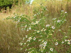 Symphyotrichum pilosum pilosum