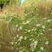 Symphyotrichum pilosum pilosum - Photo (c) Will Van Hemessen, μερικά δικαιώματα διατηρούνται (CC BY-NC), uploaded by Will Van Hemessen