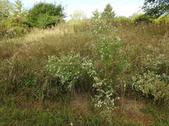 Symphyotrichum pilosum pilosum