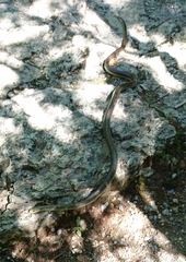 Zamenis longissimus