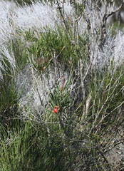 Melaleuca blepharosperma