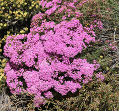 Verticordia monadelpha