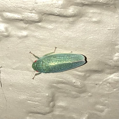 Rugosana querci