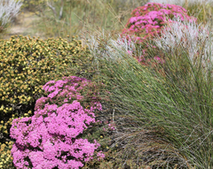 Verticordia monadelpha