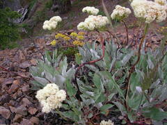 Eriogonum compositum