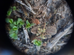 Myosotis brevis