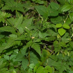 Osmorhiza longistylis