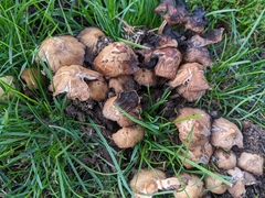 Coprinopsis romagnesiana