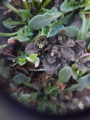 Myosotis brevis