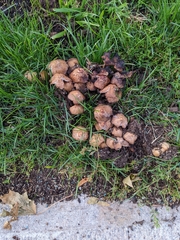 Coprinopsis romagnesiana