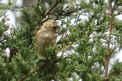 Spinus tristis