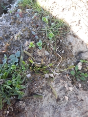 Myosotis brevis