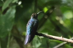 Campylopterus hemileucurus