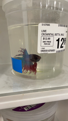 Betta splendens