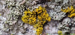 Xanthomendoza weberi