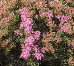 Verticordia monadelpha