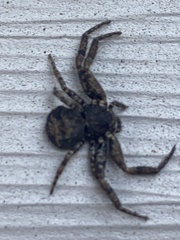 Bassaniana