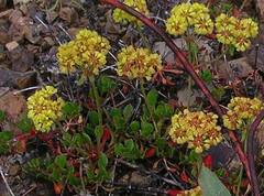 Eriogonum umbellatum