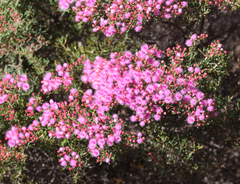 Verticordia monadelpha