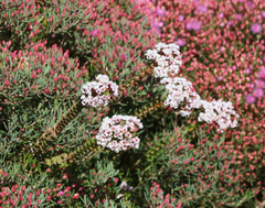 Scholtzia uberiflora