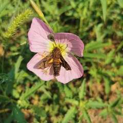 Neogurelca himachala