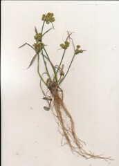 Cyperus surinamensis