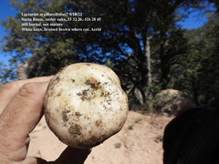 Lactarius argillaceifolius