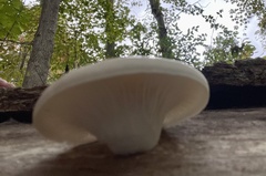 Pleurotus
